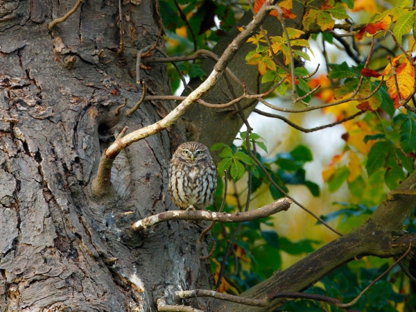 1920x1080_px_animals_birds_branch_leaves_nature_owl_sitting-7292161.jpg